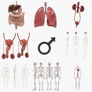 Male Organs