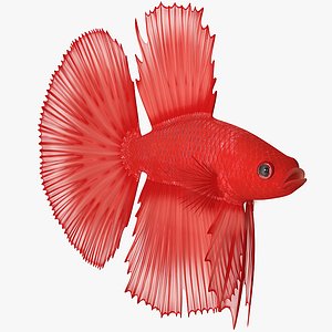 3D red crowntail betta fish model
