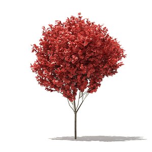 red maple tree acer 3D model