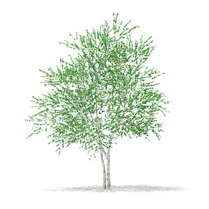 max silver birch tree betula