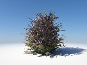 red bush thorns 3d obj