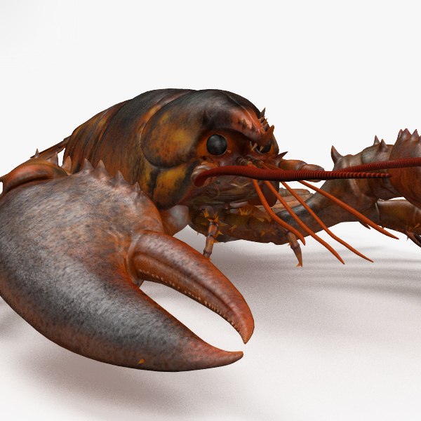 3D lobster crustaceans model TurboSquid 1365790