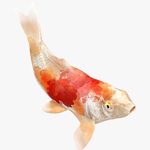 Japanese Carp Fish Rigged L1755 3D