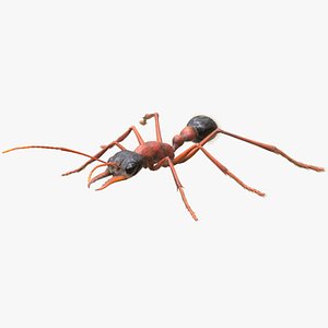 Australian Bulldog Ant (FUR)