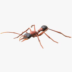Australian Bulldog Ant (FUR)