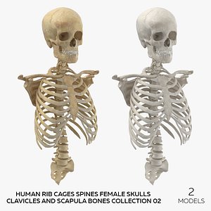 Human Rib Cages Spines Female Skulls Clavicles and Scapula Bones Collection 02 - 2 models