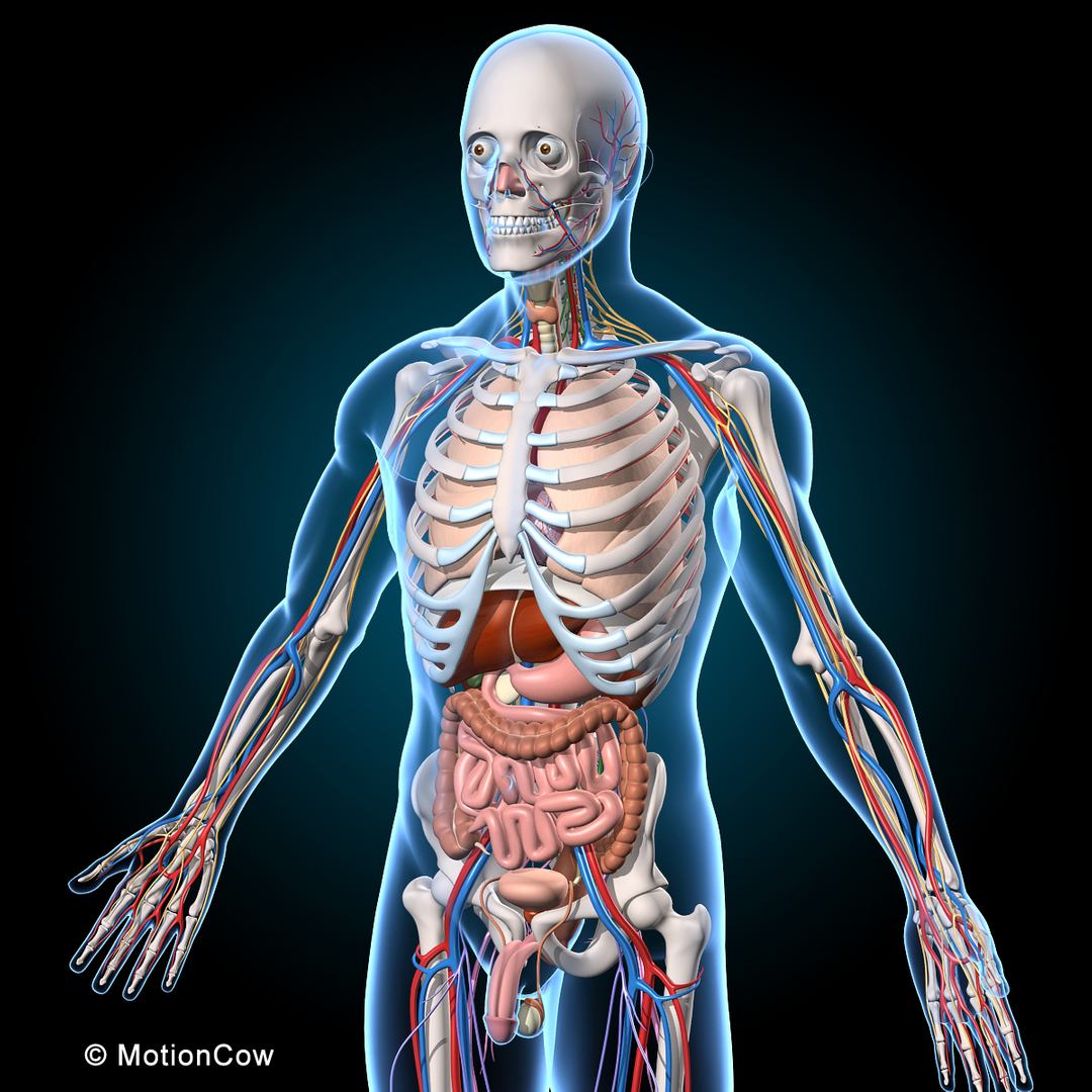 终极人体解剖学3D模型 - TurboSquid 1093983