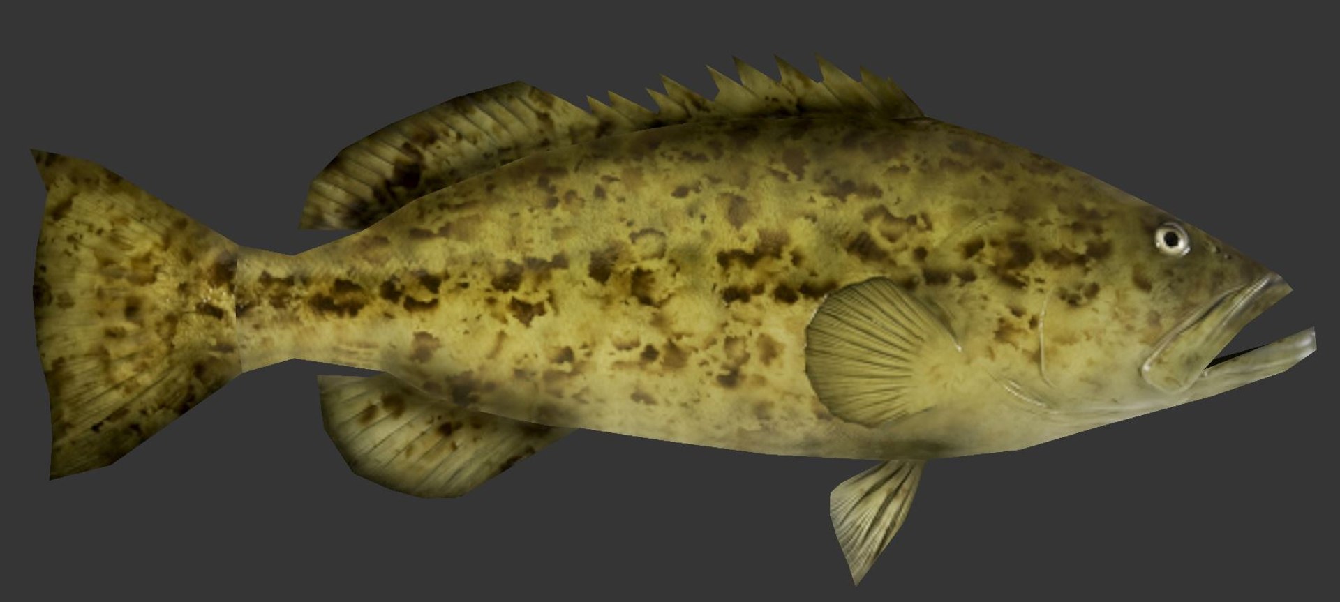 grouper 3D model https://p.turbosquid.com/ts-thumb/6Y/OwtC5r/AjOUXsZZ/pic3/jpg/1560403593/1920x1080/fit_q87/5b5eb1b803145f39277e936e7e6cea73029e3971/pic3.jpg
