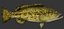 Grouper