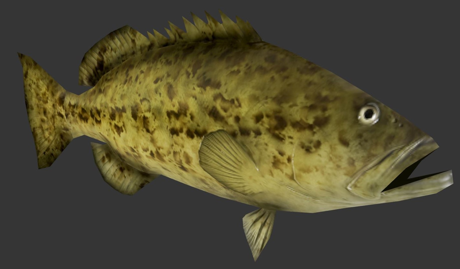 Grouper 3D Model - TurboSquid 1416072