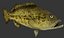 Grouper