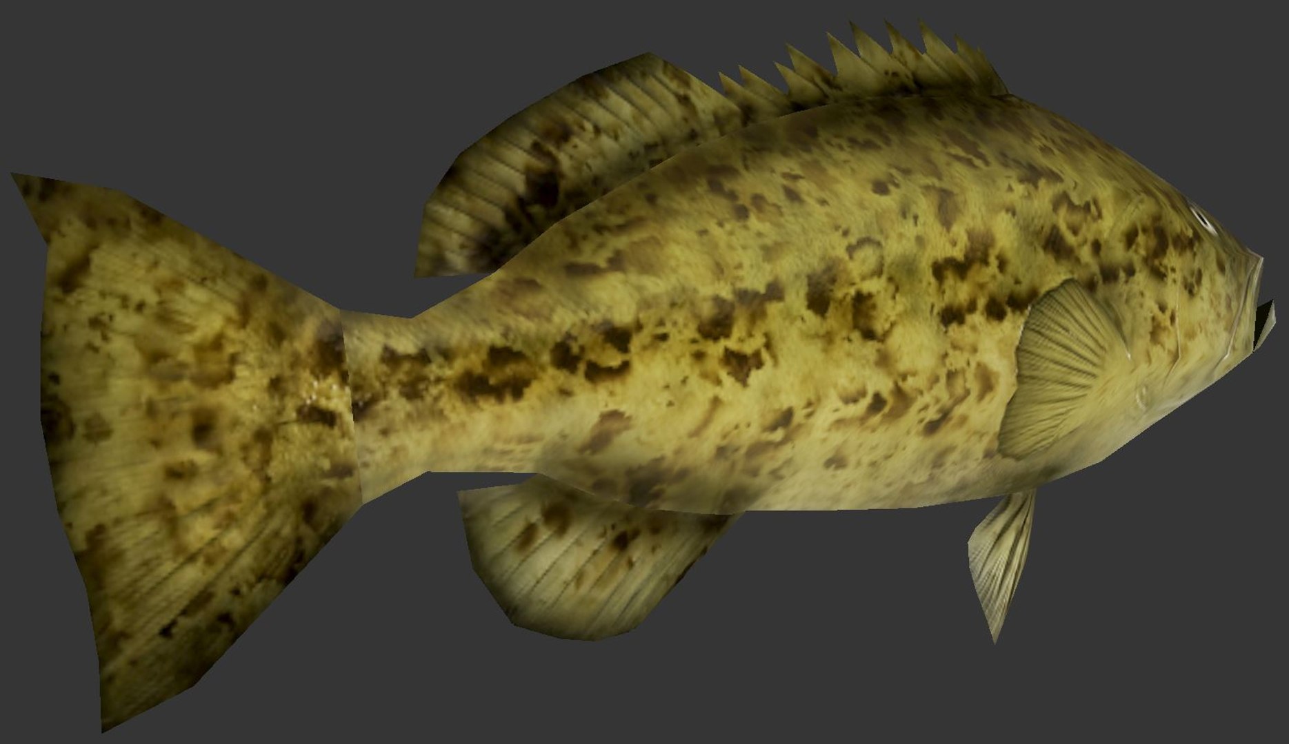grouper 3D model https://p.turbosquid.com/ts-thumb/6Y/OwtC5r/QAYKXgnH/pic2/jpg/1560403581/1920x1080/fit_q87/9a91735a388295dcc8f5830bb4ab62d00a3159c5/pic2.jpg