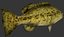 Grouper