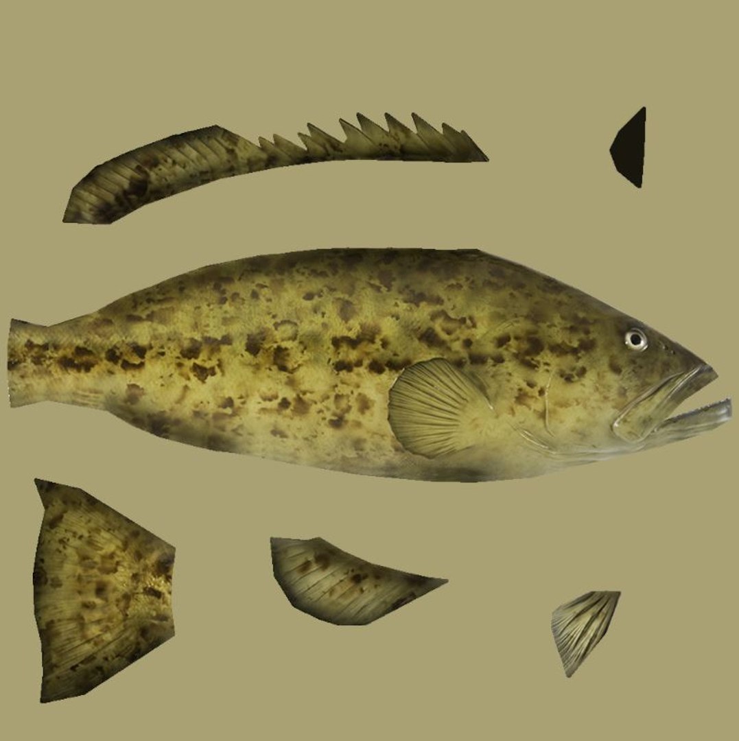 grouper 3D model https://p.turbosquid.com/ts-thumb/6Y/OwtC5r/c3maOmWQ/pic5/jpg/1560403617/1920x1080/fit_q87/7d1d0f8d0e1676c8619e4e801ab27d35571302e1/pic5.jpg