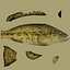 Grouper