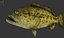 Grouper