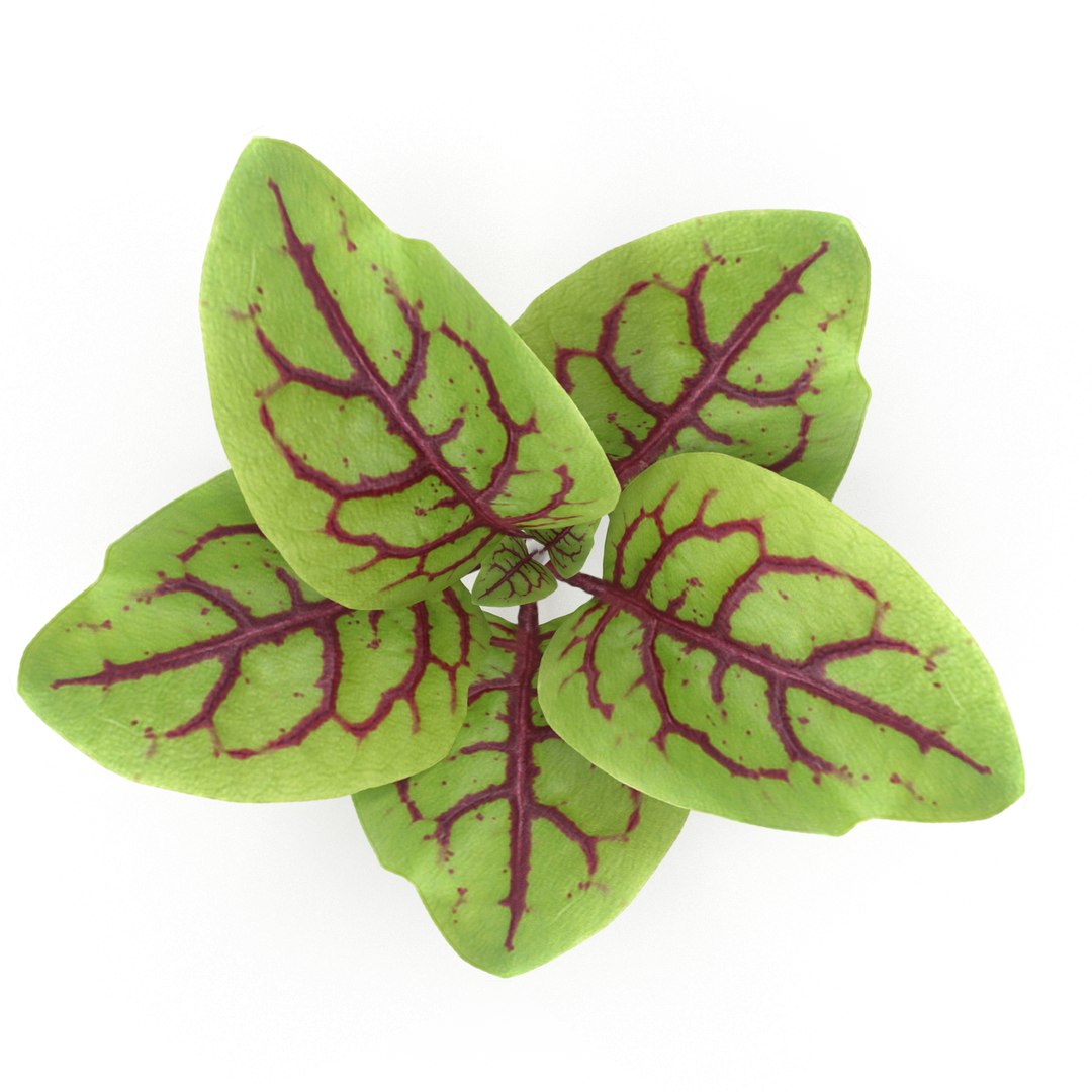 3D model herbs set https://p.turbosquid.com/ts-thumb/6Y/T8SOMa/06BOgCXP/r_0000/jpg/1590604152/1920x1080/fit_q87/5ed06e75feea9a4182d8d6a529d03c8395b52797/r_0000.jpg