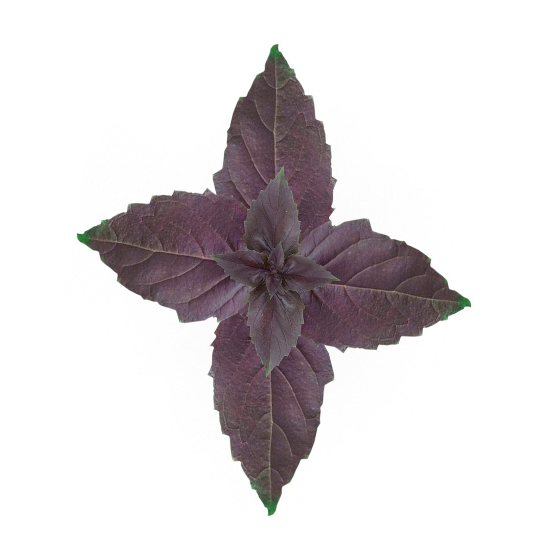 3D model herbs set https://p.turbosquid.com/ts-thumb/6Y/T8SOMa/409iT5qX/opalbasil1/jpg/1590604215/1920x1080/fit_q87/f7d216effb0350ad92e28bcbca1ce3a82ff8e090/opalbasil1.jpg