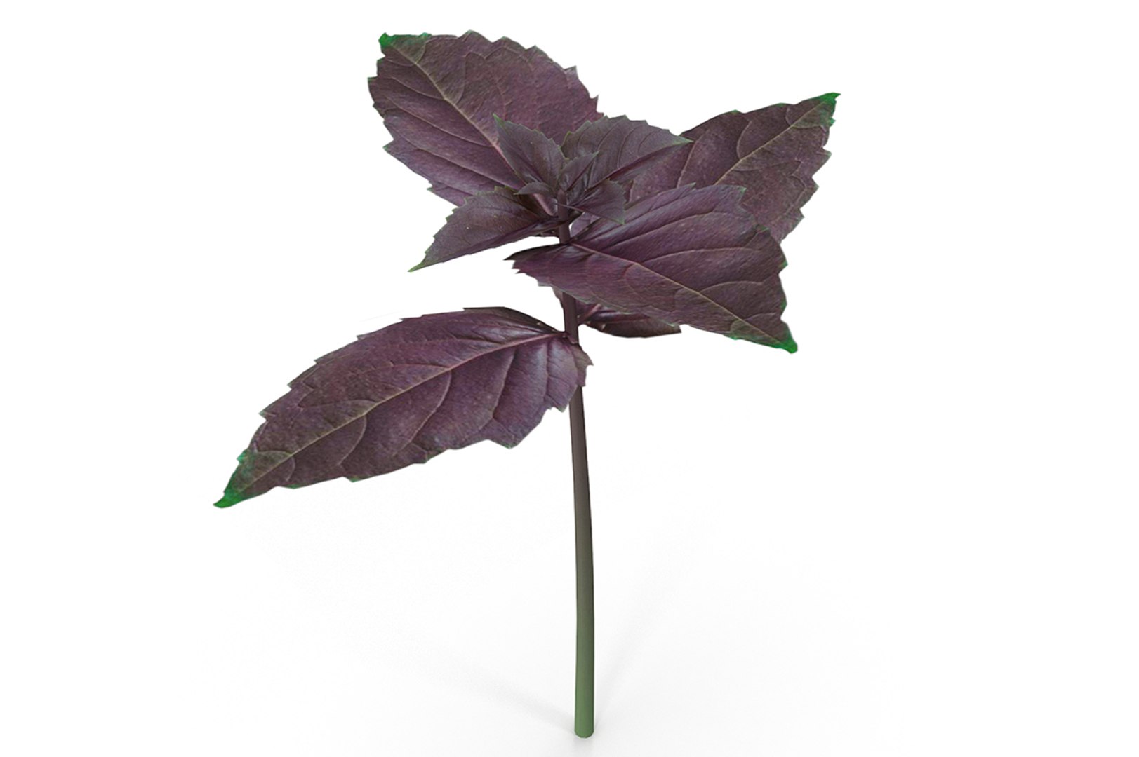 3D model herbs set https://p.turbosquid.com/ts-thumb/6Y/T8SOMa/Eu0qUoII/cover/jpg/1590604215/1920x1080/fit_q87/b177e3272280347cb8e156f0f85b6824b145d9c0/cover.jpg