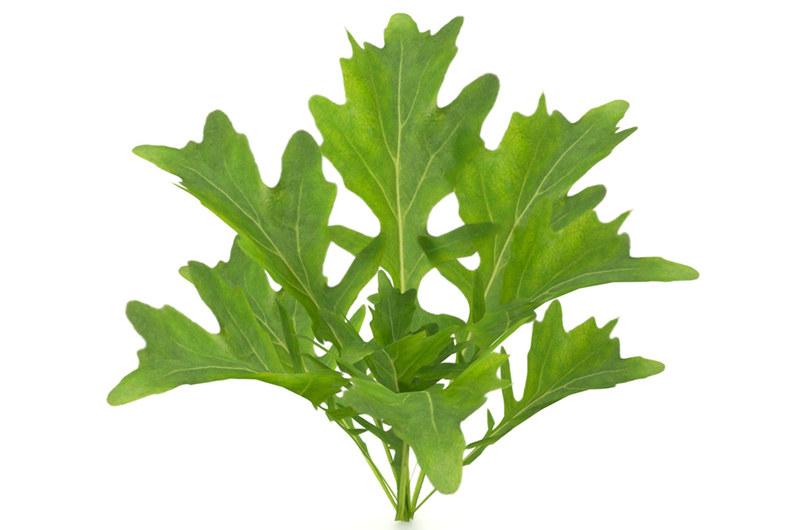 3D model herbs set https://p.turbosquid.com/ts-thumb/6Y/T8SOMa/MU8RPFHQ/cover/jpg/1590604131/1920x1080/fit_q87/964f52da996f52e5ecd0f99a2c506d520cbbf455/cover.jpg