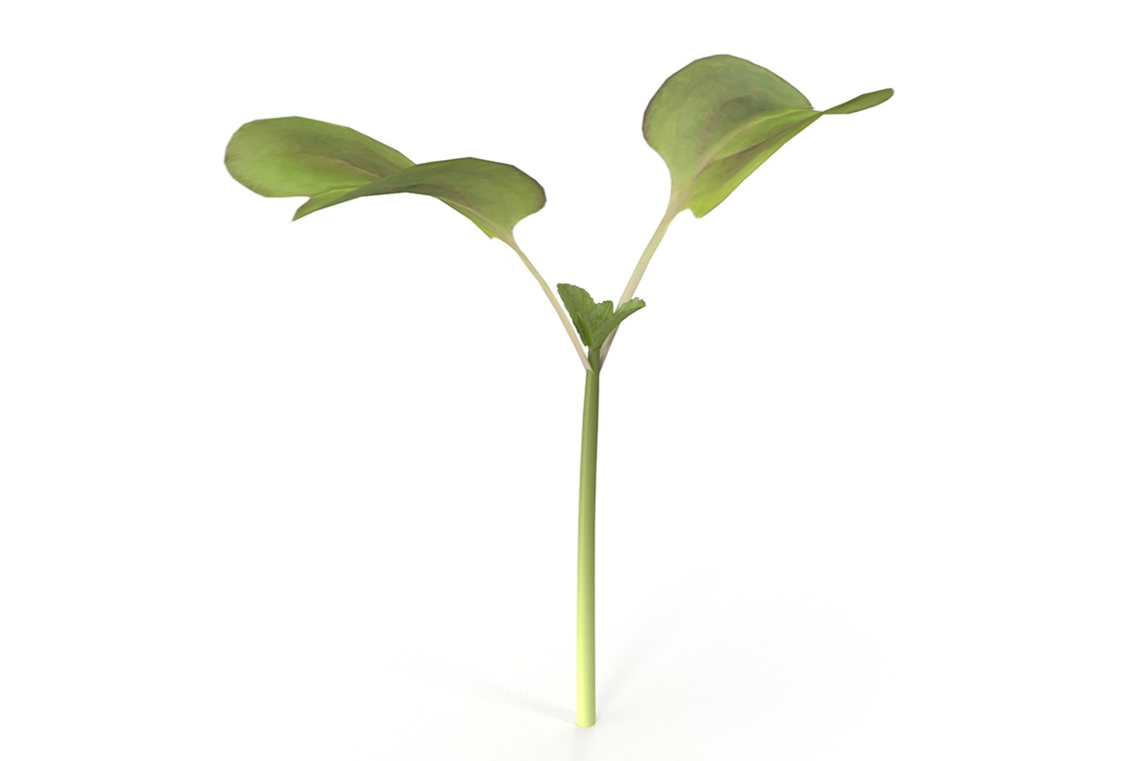 3D model herbs set https://p.turbosquid.com/ts-thumb/6Y/T8SOMa/Ni8QO7Li/cover/jpg/1590604193/1920x1080/fit_q87/2f7ad6fbd39528d7a967254b3751860e7ce0774d/cover.jpg
