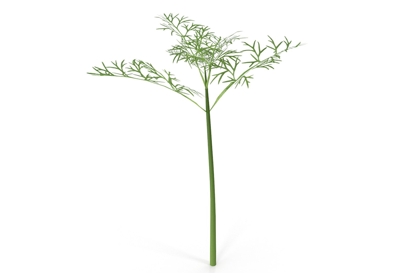 3D model herbs set https://p.turbosquid.com/ts-thumb/6Y/T8SOMa/PMyGg3r2/cover/jpg/1590604203/1920x1080/fit_q87/be04162f94411c8debd1f6ea0fb2fbfe684dd662/cover.jpg