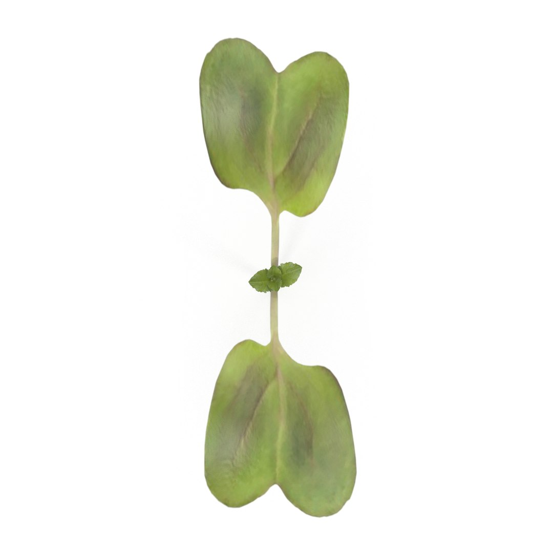 3D model herbs set https://p.turbosquid.com/ts-thumb/6Y/T8SOMa/Pk5MAOfW/daikonradish4/jpg/1590604193/1920x1080/fit_q87/171ada4e1c267573b6beeab50b842c32222be042/daikonradish4.jpg