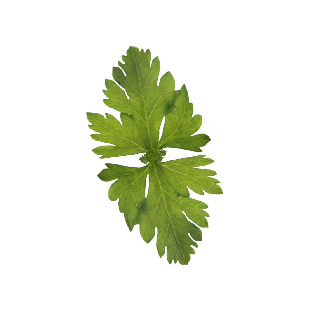 3D model herbs set https://p.turbosquid.com/ts-thumb/6Y/T8SOMa/VhMj3VZ6/1/jpg/1590604169/1920x1080/fit_q87/8a4148fc869fc27aaf50786e4cc31d44e185e88f/1.jpg
