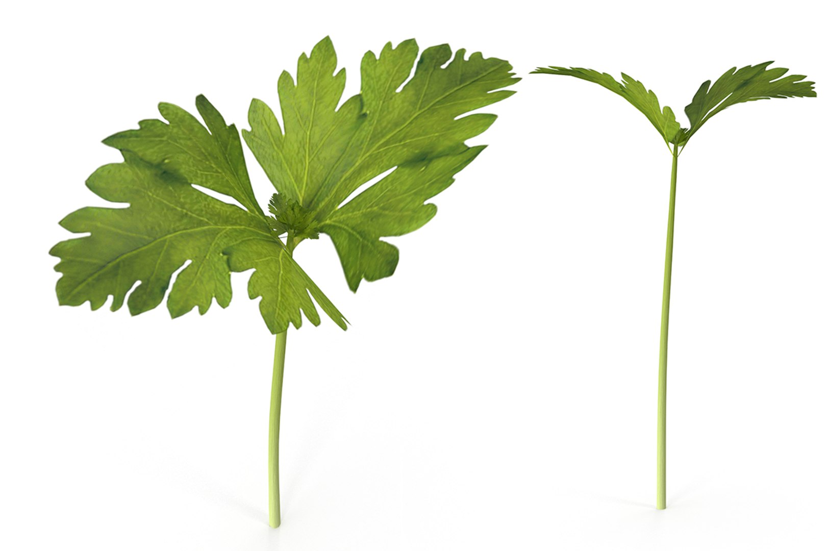 3D model herbs set https://p.turbosquid.com/ts-thumb/6Y/T8SOMa/faKo9Xuz/cover/jpg/1590604169/1920x1080/fit_q87/881f50104c3c8fd943d2362959fc21c4b767f5bf/cover.jpg