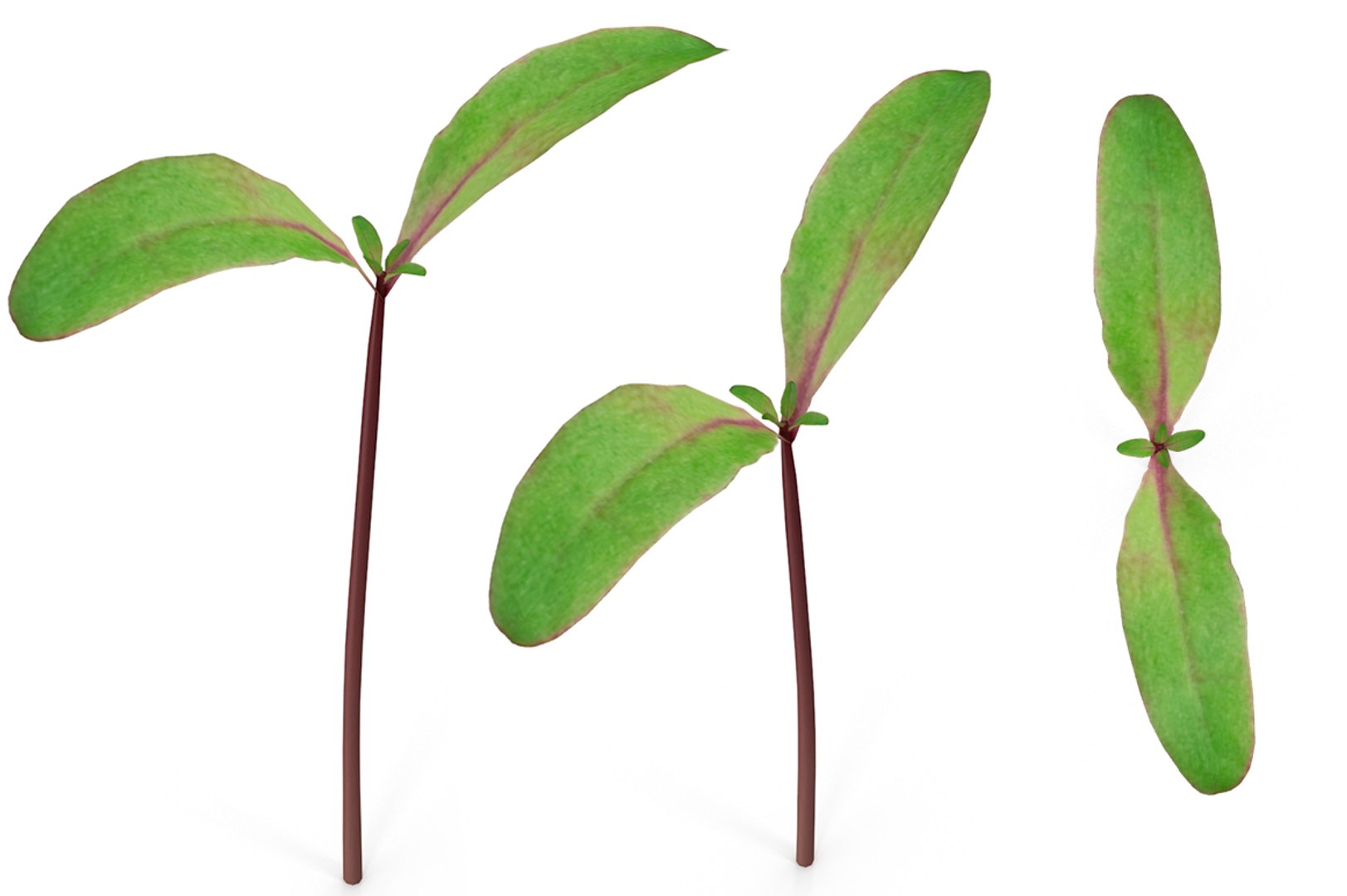 3D model herbs set https://p.turbosquid.com/ts-thumb/6Y/T8SOMa/fdPmRppg/cover/jpg/1590604139/1920x1080/fit_q87/132eeb3c0c09fb200bc39750062b211cab7b8dce/cover.jpg