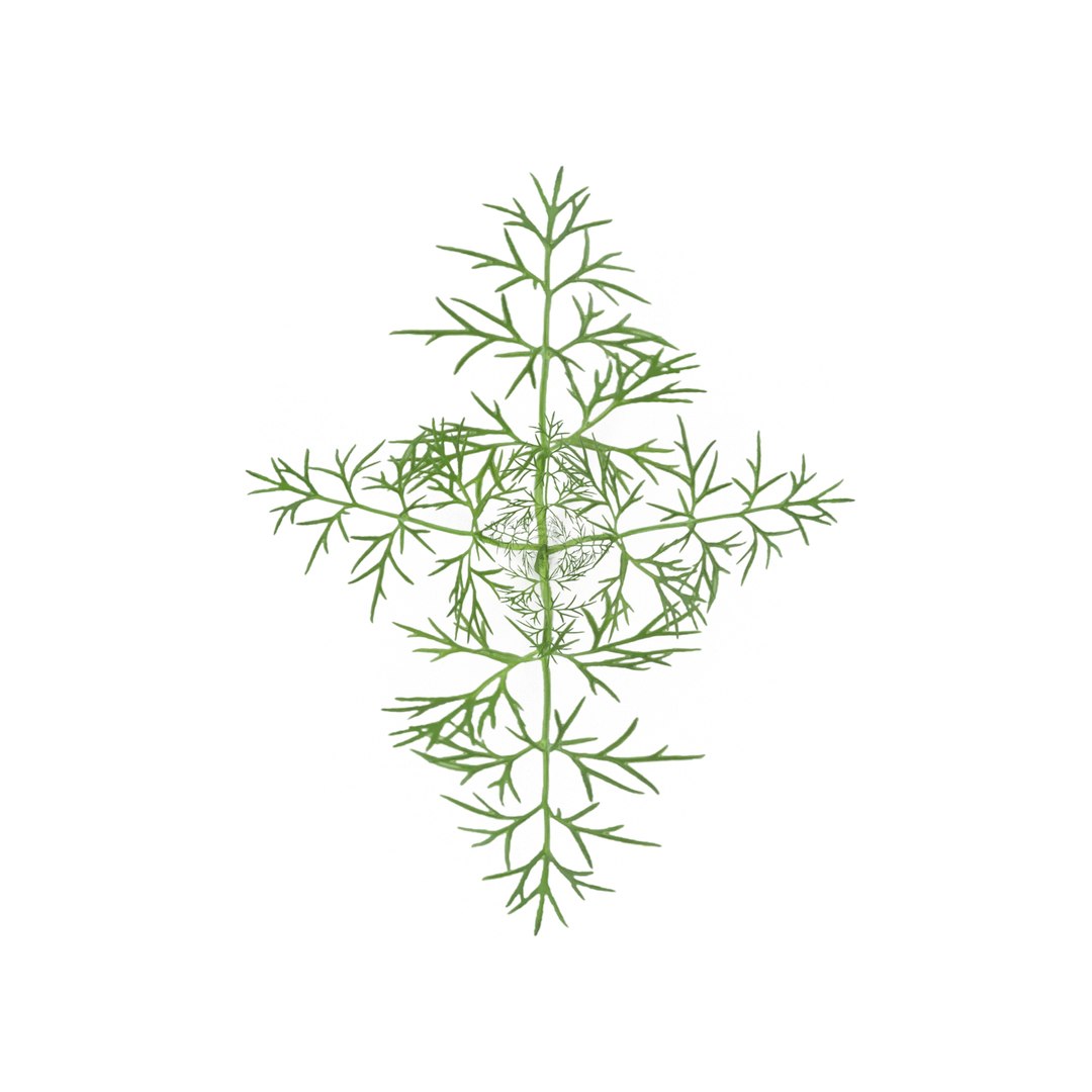 3D model herbs set https://p.turbosquid.com/ts-thumb/6Y/T8SOMa/sMJIo1wg/fennel1/jpg/1590604204/1920x1080/fit_q87/cc87cd126e8bb25e7239eb8a9985169110c6ea0a/fennel1.jpg