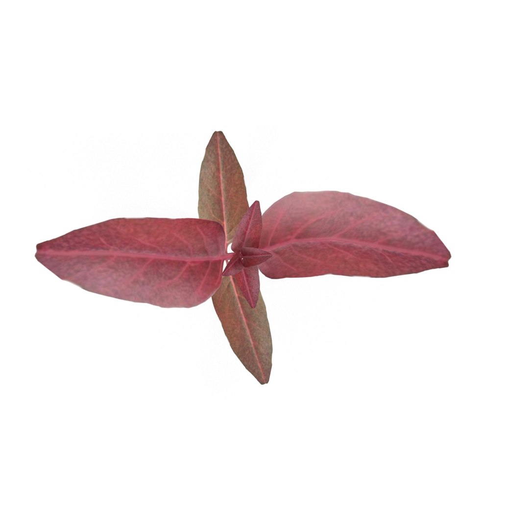 3D model herbs set https://p.turbosquid.com/ts-thumb/6Y/T8SOMa/w1Azwaql/redamaranth1/jpg/1590604225/1920x1080/fit_q87/729437fd5aee7d9df4d89a5bd4804a23cb0d1371/redamaranth1.jpg