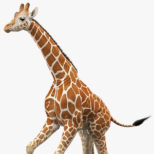 3D giraffe animations