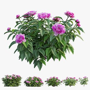 Peony plant set 06