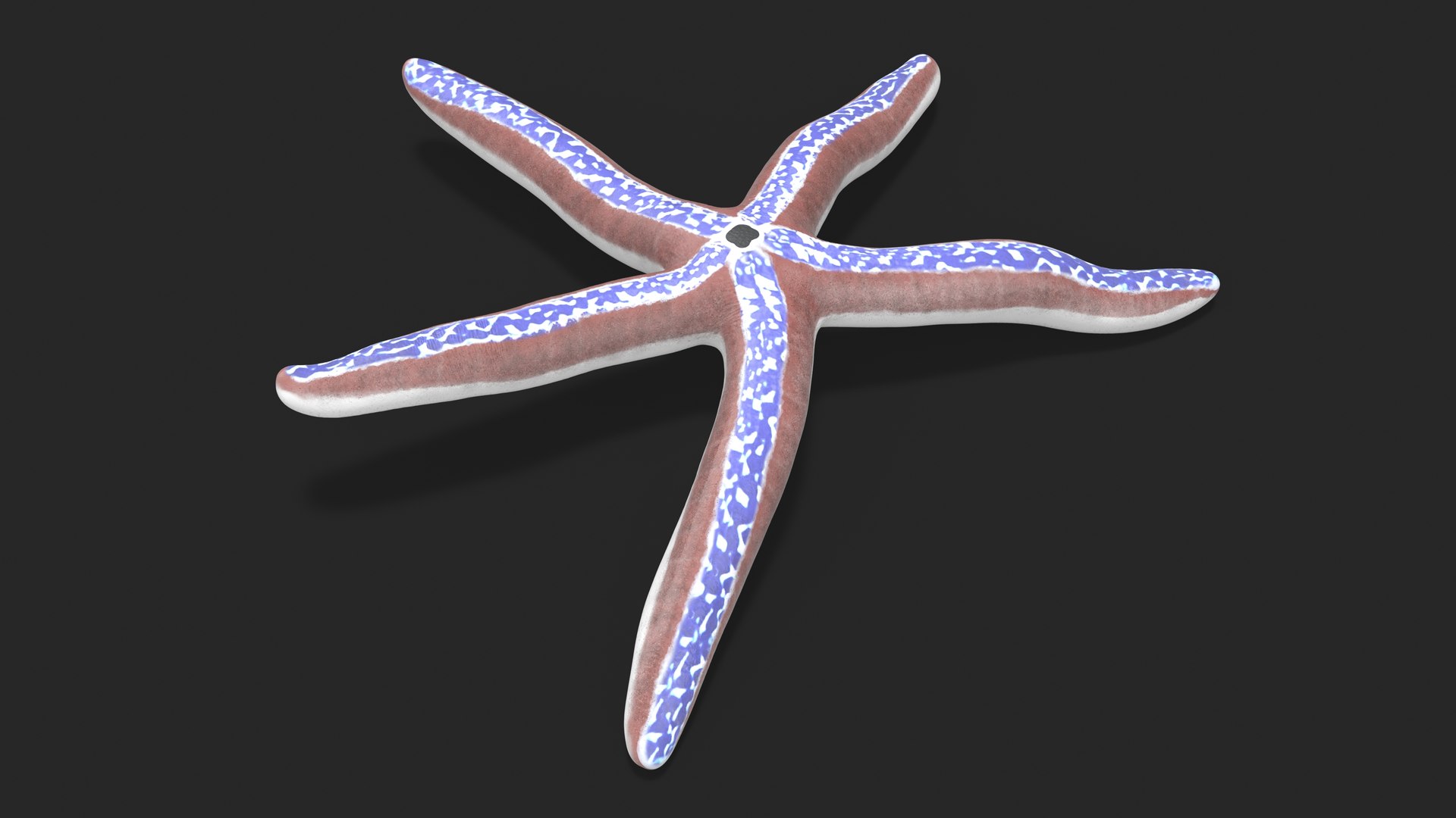 3D Pacific Blue Seastar Lying Pose - TurboSquid 2223360