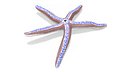 Pacific Blue Seastar Lying Pose