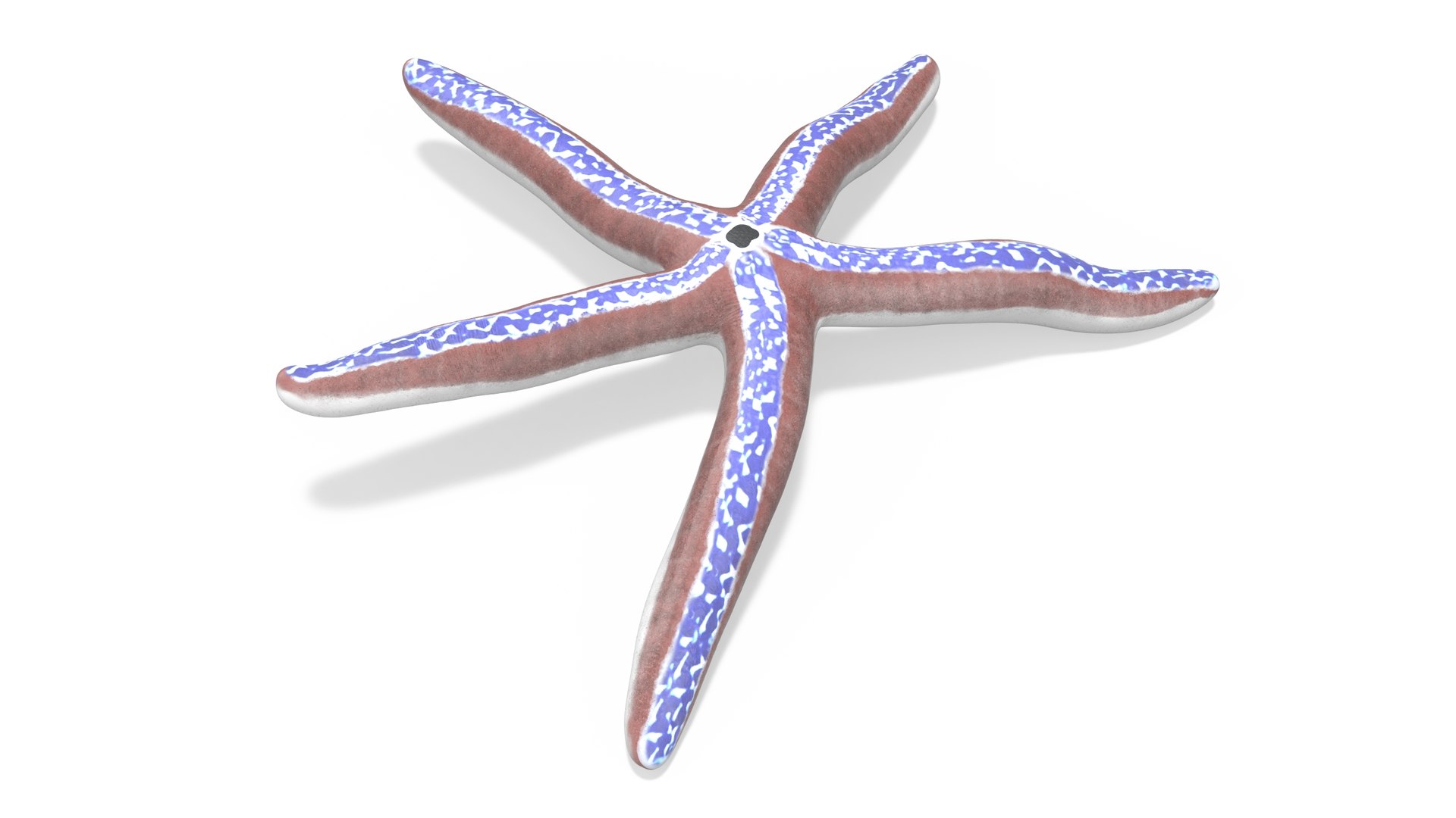 Sea Creatures Collection 3D https://p.turbosquid.com/ts-thumb/6Y/iRE3hf/Fy/pacificblueseastarlyingposemb3dmodel001/jpg/1788549226/1920x1080/fit_q87/7c1ea43a2b42561a263cc5f1f66dd7114a9d44b1/pacificblueseastarlyingposemb3dmodel001.jpg