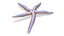 Collezione di creature marine