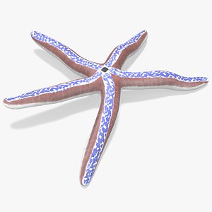 3D Pacific Blue Seastar Lying Pose