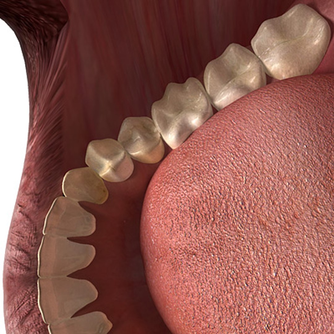 mouth lips teeth max7 3d max https://p.turbosquid.com/ts-thumb/6Y/oelLlJ/15Z84gtg/inside/jpg/1192664923/1920x1080/fit_q87/469895f1e3c87b10e61612dd81cf728d0c24a0bc/inside.jpg