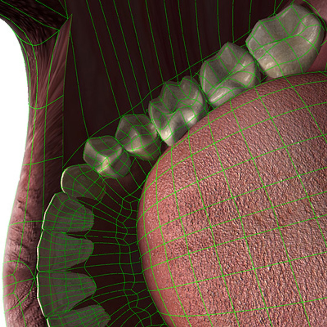 mouth lips teeth max7 3d max https://p.turbosquid.com/ts-thumb/6Y/oelLlJ/aVHjuSsH/insidewire/jpg/1192664928/1920x1080/fit_q87/7af2adc6097179a2652f8fd60db0d679f5ea0bcd/insidewire.jpg