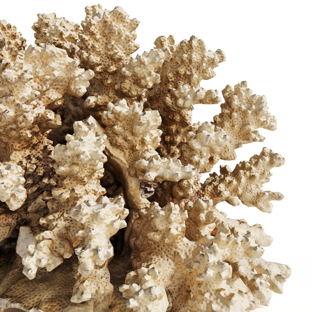 3D High Fidelity Marine Collection Corals Seashell and Starfish 8K PBR https://p.turbosquid.com/ts-thumb/6Y/uFIBJC/0h/murjan_3copy/jpg/1777319662/1920x1080/fit_q87/c9beda30140b594b92fe080f5a00b65a4beaf79a/murjan_3copy.jpg