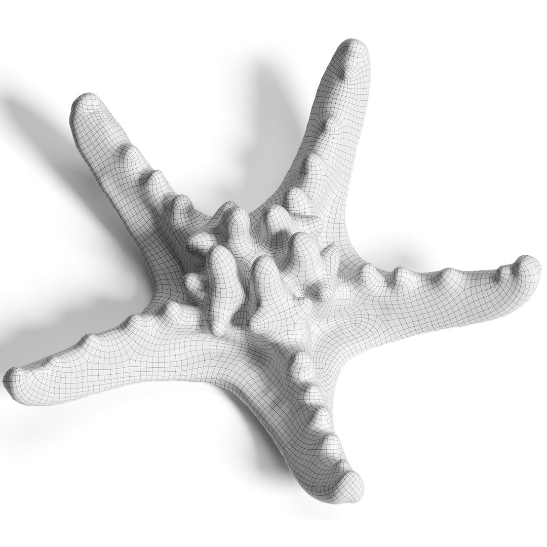 3D High Fidelity Marine Collection Corals Seashell and Starfish 8K PBR https://p.turbosquid.com/ts-thumb/6Y/uFIBJC/0t/sea_star_2_wire_1copy/jpg/1777319632/1920x1080/fit_q87/914dffc437b2f7c65b9a93507dd4fcfed7bef7dc/sea_star_2_wire_1copy.jpg