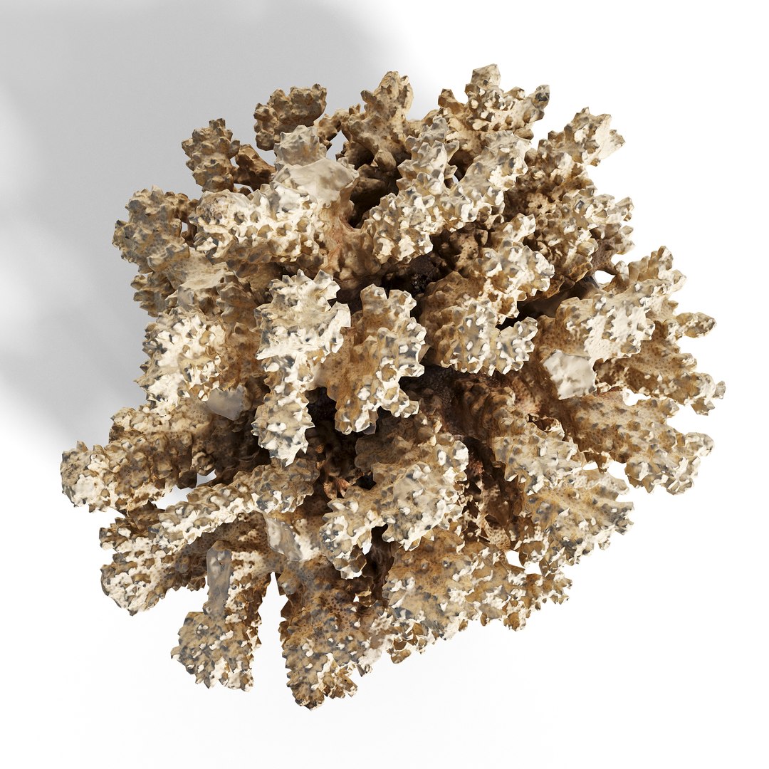 3D High Fidelity Marine Collection Corals Seashell and Starfish 8K PBR https://p.turbosquid.com/ts-thumb/6Y/uFIBJC/PC/murjan_4copy/jpg/1777319663/1920x1080/fit_q87/2403250e97a64001b5afb89d6fd5fffc3358e451/murjan_4copy.jpg