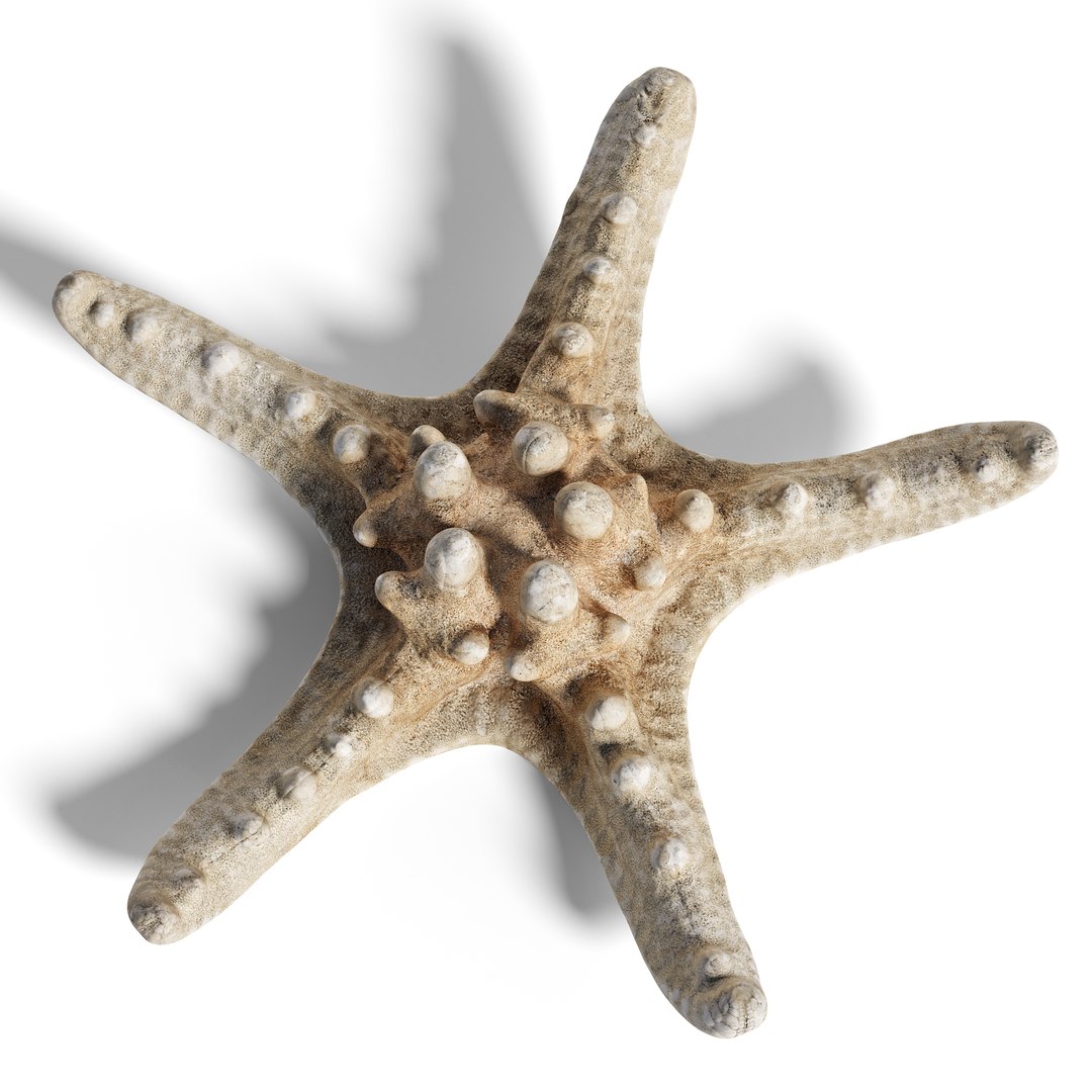 3D High Fidelity Marine Collection Corals Seashell and Starfish 8K PBR https://p.turbosquid.com/ts-thumb/6Y/uFIBJC/Y9/sea_star_2_2copy/jpg/1777319677/1920x1080/fit_q87/ff85289bb3930fed0d436ae448bb183ae9992dcb/sea_star_2_2copy.jpg