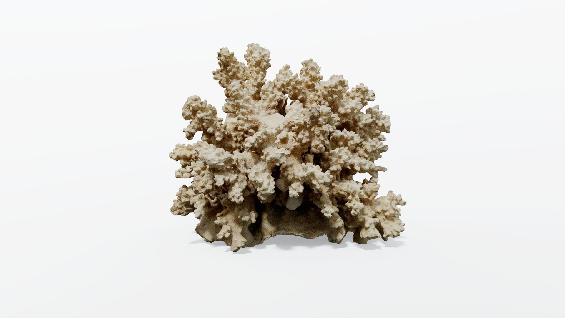3D High Fidelity Marine Collection Corals Seashell and Starfish 8K PBR https://p.turbosquid.com/ts-thumb/6Y/uFIBJC/iM/skeleton_maincamera/png/1777319890/1920x1080/turn_fit_q99/4101329cc37fa393294d9c5bbed1b60cd75016cb/skeleton_maincamera-1.jpg