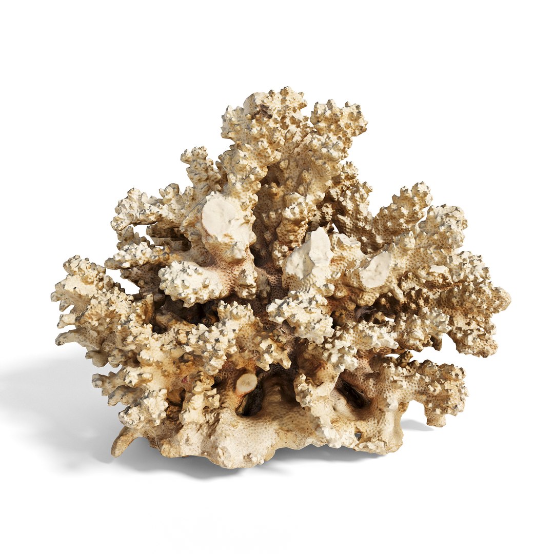 3D High Fidelity Marine Collection Corals Seashell and Starfish 8K PBR https://p.turbosquid.com/ts-thumb/6Y/uFIBJC/lx/murjan_5copy/jpg/1777319662/1920x1080/fit_q87/7cb3675acccd81217706df8d69e6bfb5cf3c6853/murjan_5copy.jpg