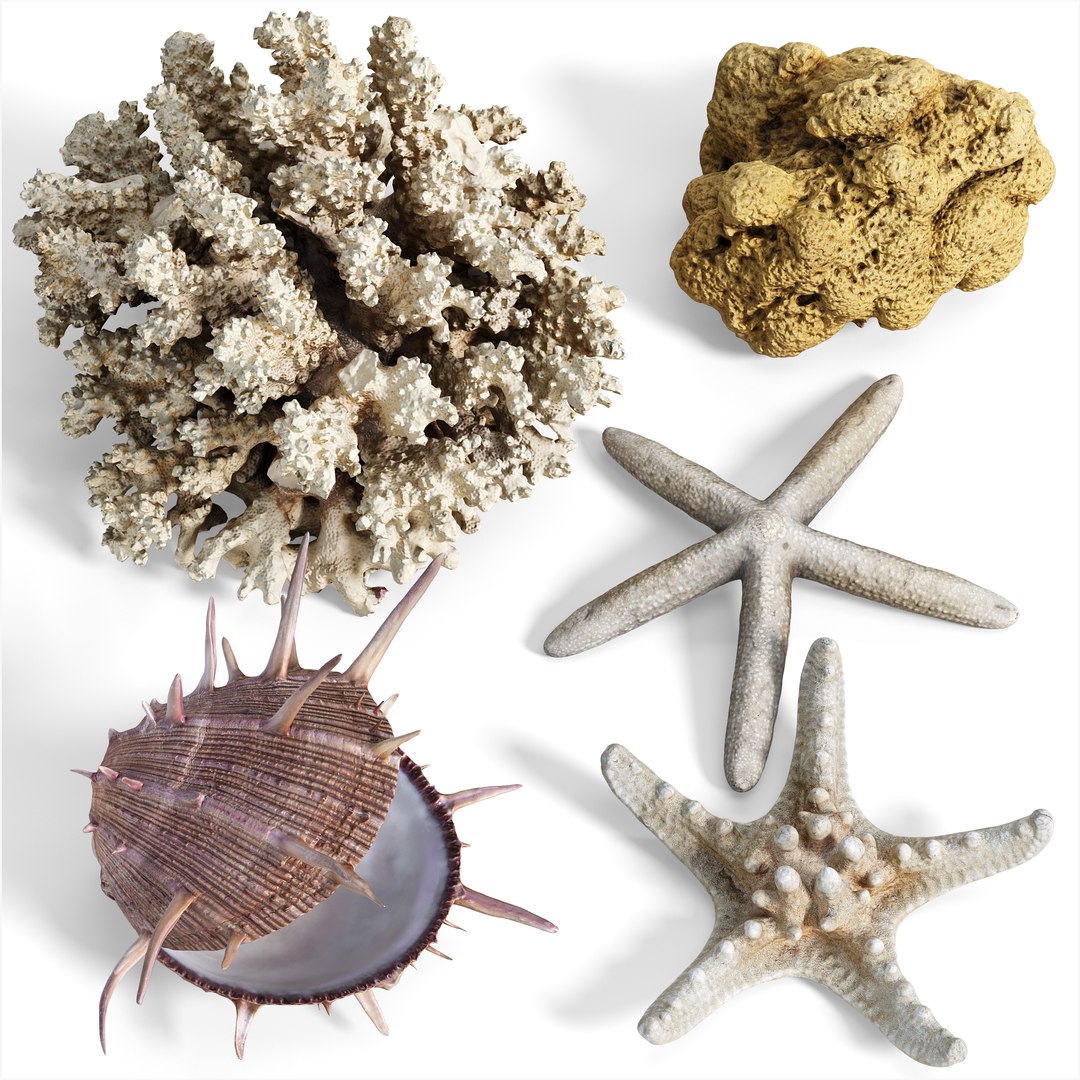 3D High Fidelity Marine Collection Corals Seashell and Starfish 8K PBR https://p.turbosquid.com/ts-thumb/6Y/uFIBJC/n3/five_set_1_preview/jpg/1777319692/1920x1080/fit_q87/dddbb9b69e2703a05b206e80d93acb7a00bd4495/five_set_1_preview.jpg