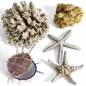3D High Fidelity Marine Collection Corals Seashell and Starfish 8K PBR