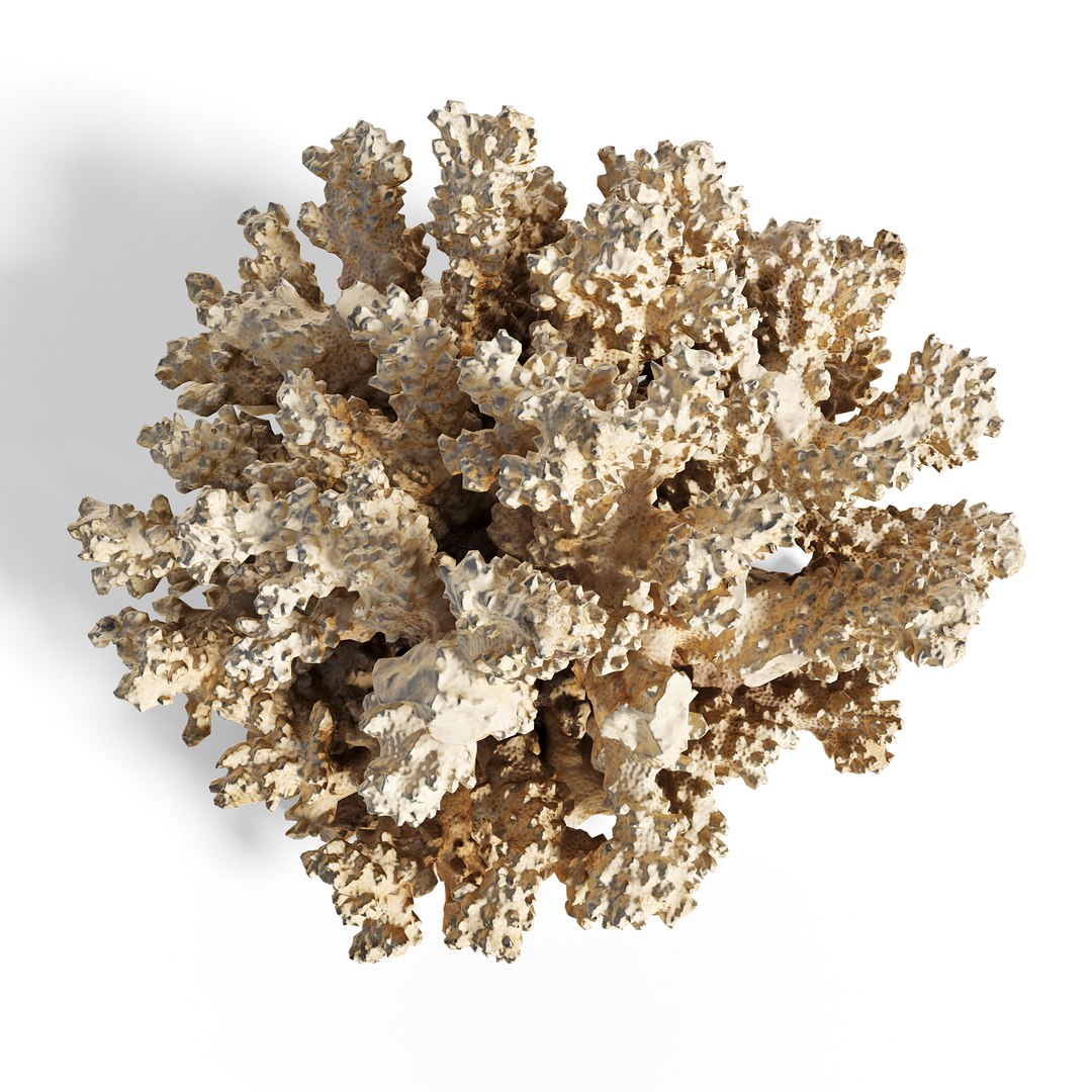 3D High Fidelity Marine Collection Corals Seashell and Starfish 8K PBR https://p.turbosquid.com/ts-thumb/6Y/uFIBJC/td/murjan_6copy/jpg/1777319665/1920x1080/fit_q87/904692db9b66e83a5448462ea824d67b053d6cd7/murjan_6copy.jpg